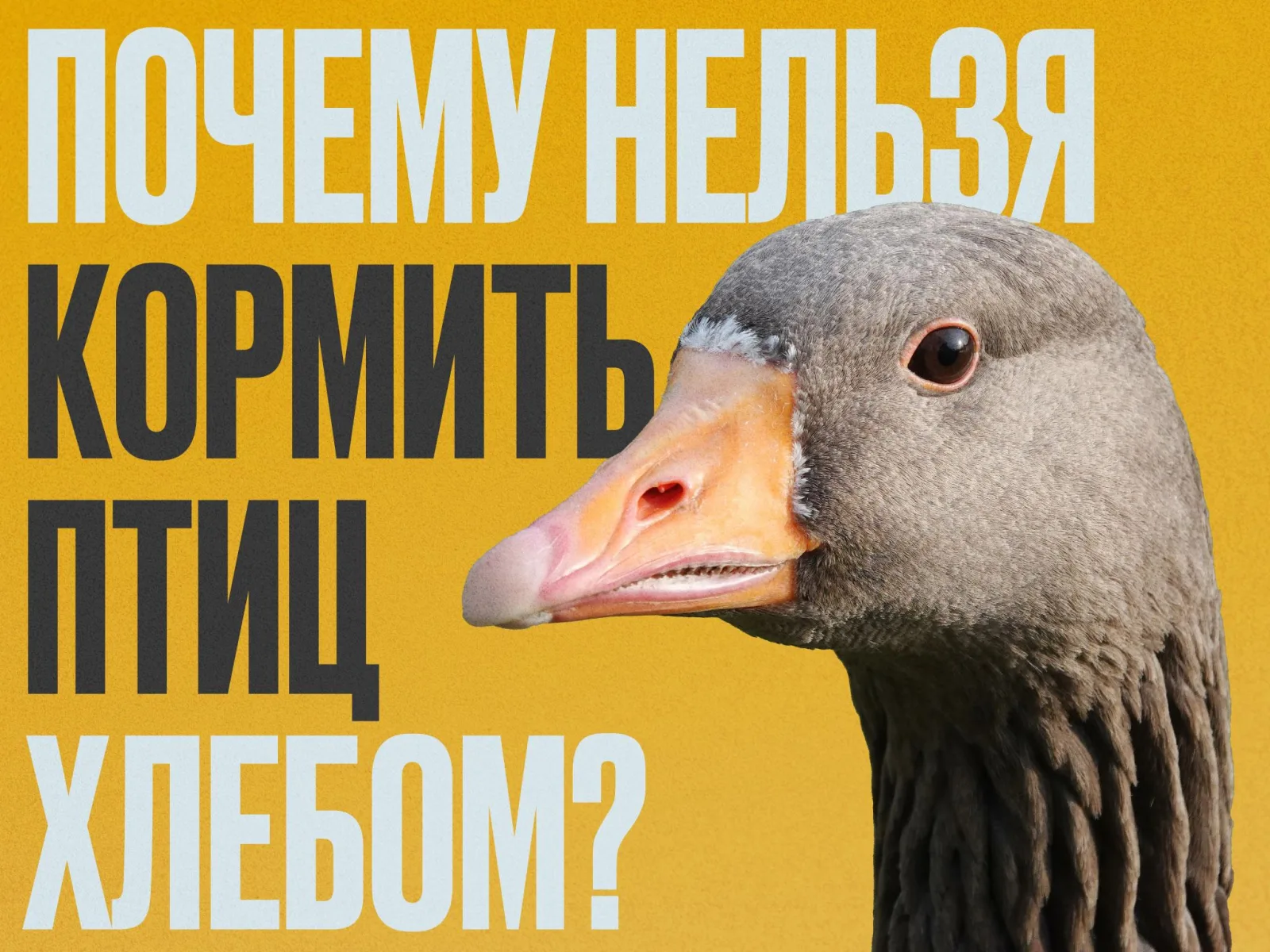 Минэкологии и природопользования МО напоминает жителям Люберец о правильном кормлении птиц