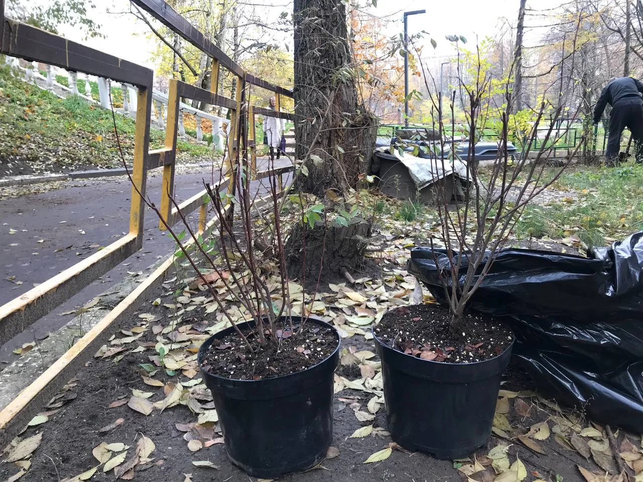 Кусты сирени и пузыреплодника высадили в Дзержинском городского округа Люберцы по просьбе жителей