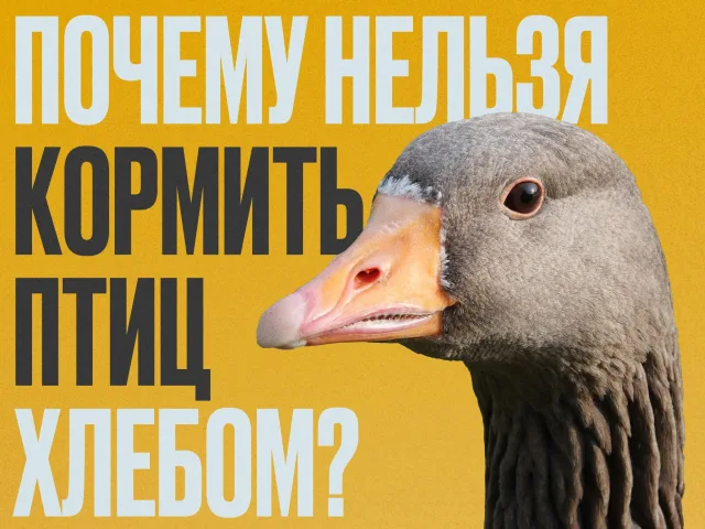 Минэкологии и природопользования МО напоминает жителям Люберец о правильном кормлении птиц