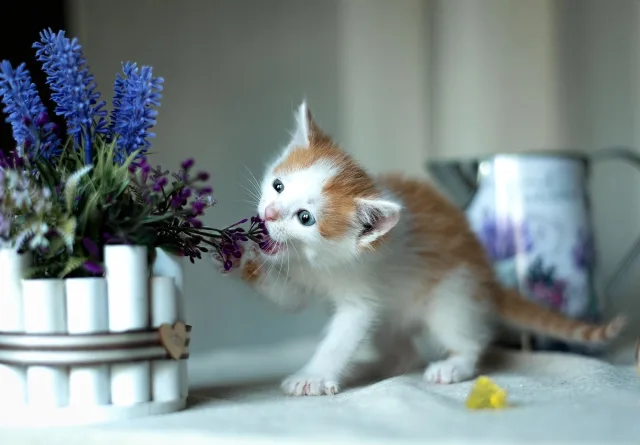 Благотворительная акция в честь Дня бездомных животных пройдёт в Центральном парке Люберец