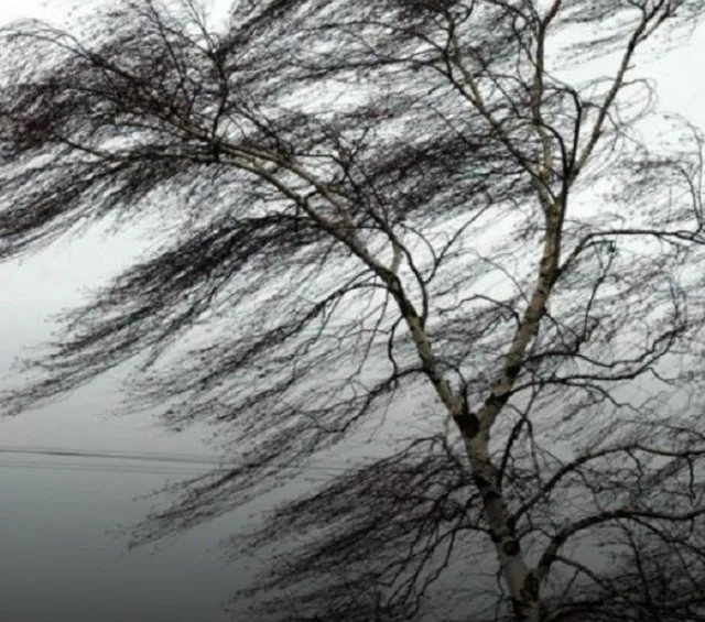 Метеорологи предупредили люберчан об усилении ветра