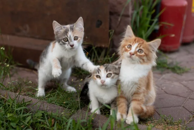 Благотворительная акция в честь Дня бездомных животных проходит в Люберцах